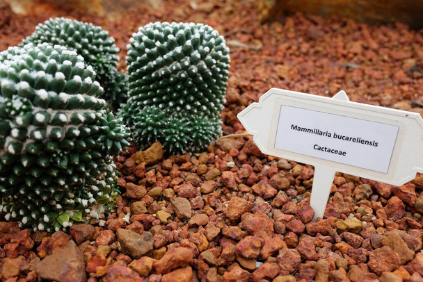 Blooming cactus plants in desert park and Succulent garden. Mammillaria Bucareliensis Cactaceae on Brown pumice stone - Photo, Image