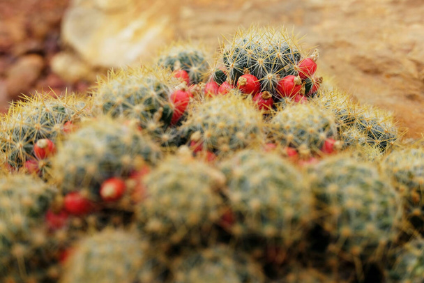 Blühende kleine rote Blüten auf Astrophytum ornatum cactaceae in Wüstenpflanzen und Kakteen auf braunem Bimsstein Garten. - Foto, Bild