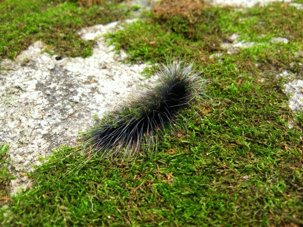 Zwarte en oranje gestripte rups op groen mos in tropisch bos - Foto, afbeelding