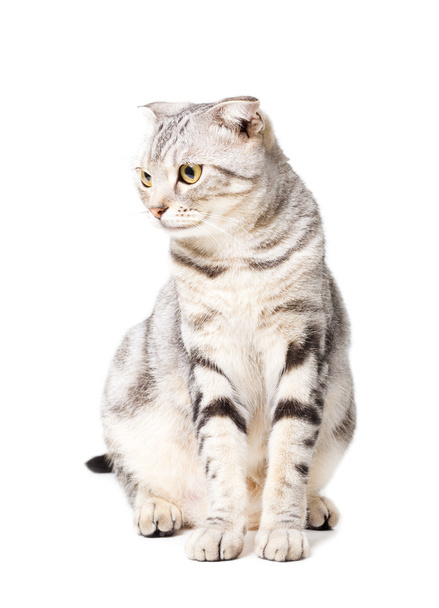 cute Cat isolated over white background. Animal portrait. - Photo, Image