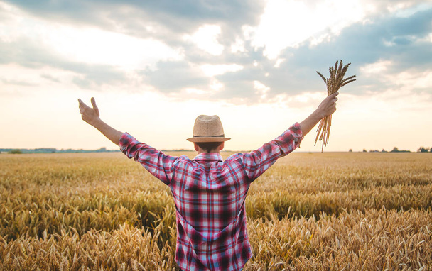 Ένας αγρότης κρατάει αυτιά σιταριού στο χέρι του στο χωράφι. Επιλεκτική εστίαση. Φύση. - Φωτογραφία, εικόνα