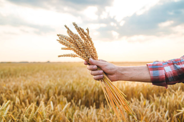Человек фермер держит колосья пшеницы в руке в поле. Выборочный фокус. Природа. - Фото, изображение