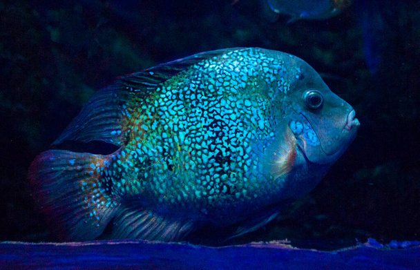 mořská akvarijní ryba modrá cichlid - Fotografie, Obrázek