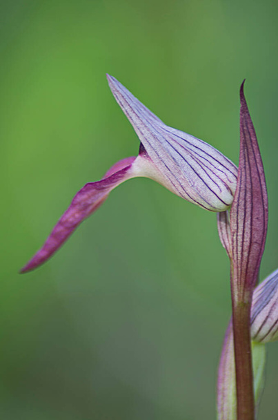 a Orchis ustulata specimen - Photo, image