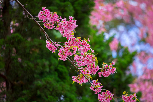 Hermosa flor de cerezo del Himalaya salvaje (Prunus cerasoides) flor de cerezo rosa en primavera en la mañana al norte de Tailandia, Nombre de lugar Khun Wang ubicado en la provincia de Chiang Mai. - Foto, imagen