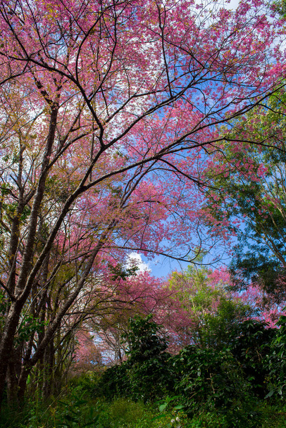 Bellissimo fiore di ciliegio himalayano selvatico (Prunus cerasoides) fiore di ciliegio rosa in primavera al mattino a nord della Thailandia, Toponimo Khun Wang situato nella provincia di Chiang Mai. - Foto, immagini