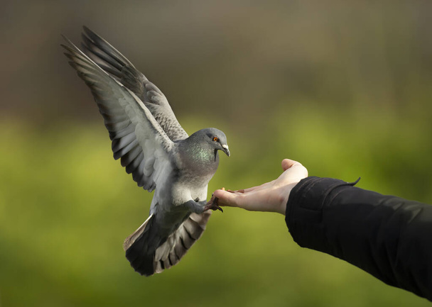 Close up of a Feral pigeon landing on a hand, UK. - Photo, Image