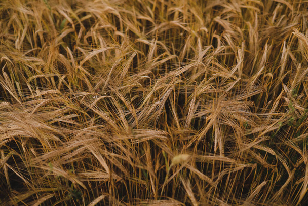 texture of golden wheat crops growing in the field - Φωτογραφία, εικόνα