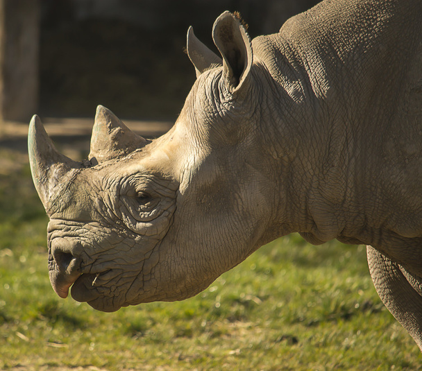 rhino の肖像画 - 写真・画像