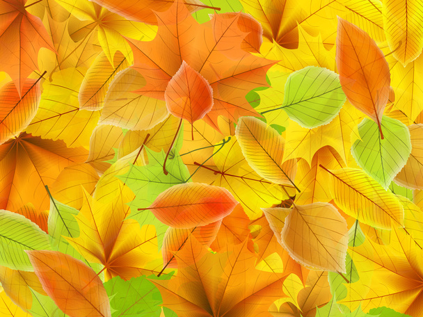 liście jesienią tło z klonu. Plus eps10 - Wektor, obraz