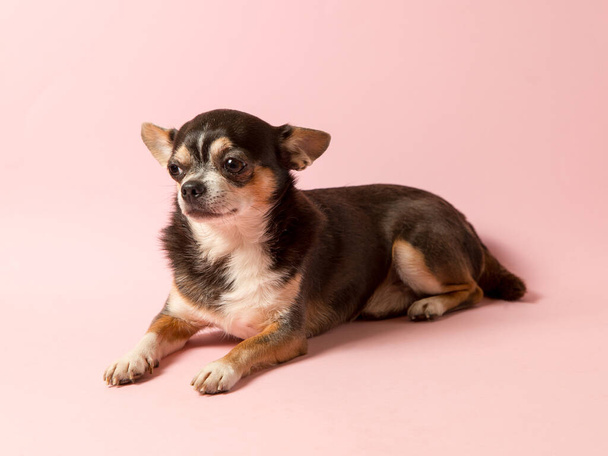 A small Chihuahua dog on a pink background. Looks away, a blank to advertise a veterinary store. - Фото, зображення
