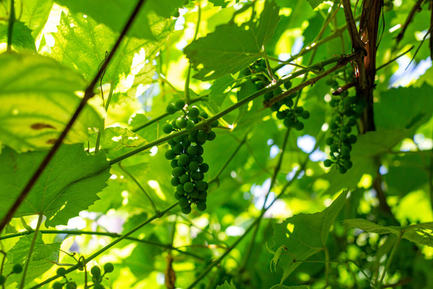 bunches of young green unripe grapes - Foto, imagen