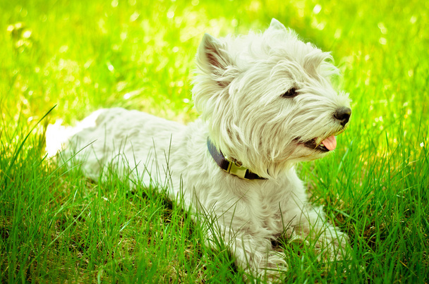 West highland terrier - Zdjęcie, obraz