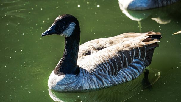 A closeup shot of a Canadian goose swimming in a lake - Foto, imagen