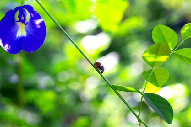 Οι μέλισσες πετούν έντομα στενά συνδεδεμένα με τις σφήκες. - Φωτογραφία, εικόνα