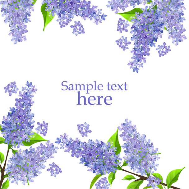 Blossoming lilac branch - Vettoriali, immagini