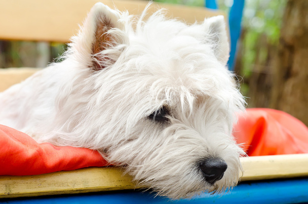 West Highland Terrier - Foto, Bild