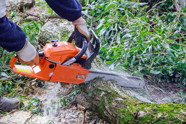 Baumstamm nach Orkan mit Kettensäge zertrümmert - Foto, Bild