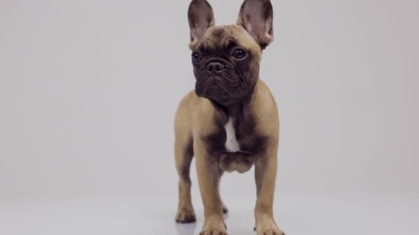 Eine süße Französische Bulldogge Welpe  - Filmmaterial, Video