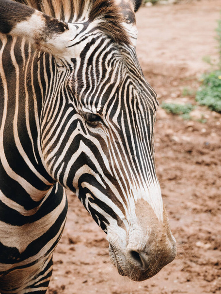 A vertical shot of a zebra in the wild - Foto, Imagem