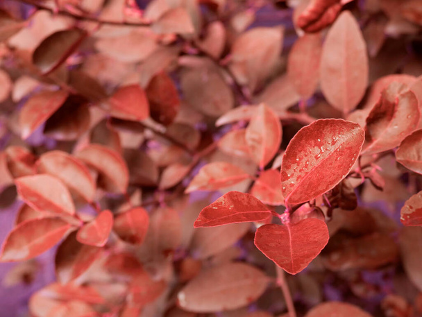 Лимонные листья пара крупным планом с отражением воды представлены на размытом фиолетовом естественном фоне. - Фото, изображение