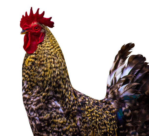 Rooster portrait. bird cock isolated on white background - Zdjęcie, obraz
