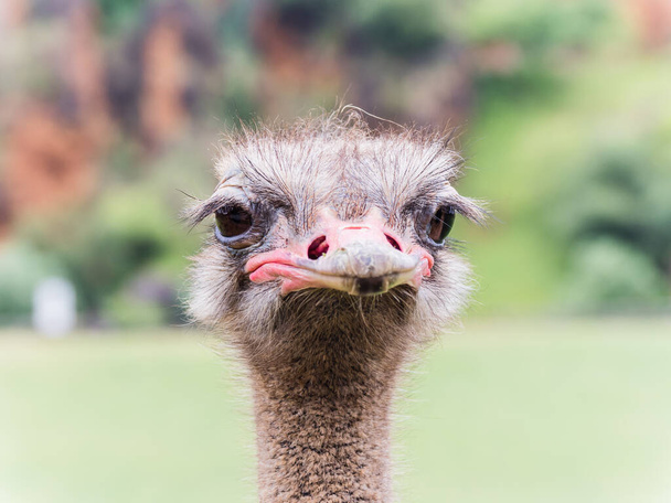 A closeup shot of the head of an ostrich - Foto, Bild