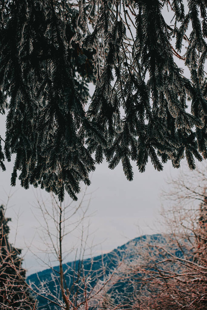 A vertical shot of fir branches in the forest - Fotografie, Obrázek
