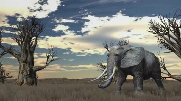 Elefant wandert durch Savanne - Filmmaterial, Video