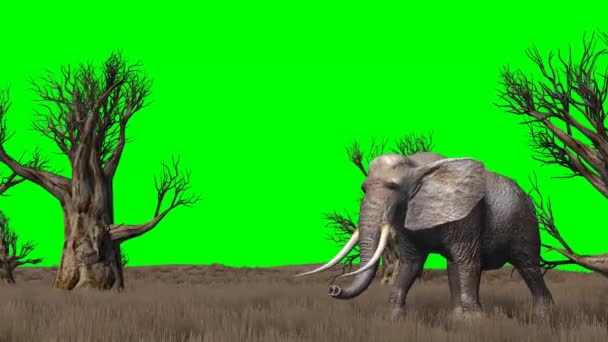 Elefantti kulkee savannan läpi.
 - Materiaali, video
