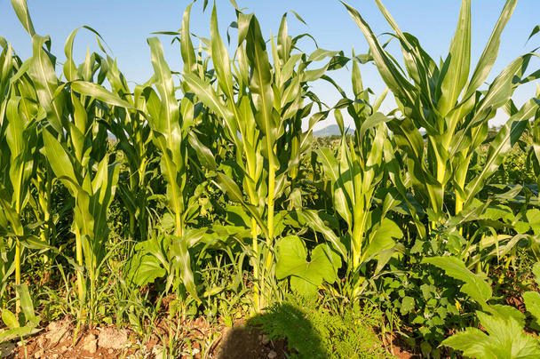 Na żyznej ukraińskiej ziemi, zielona kukurydza aktywnie rośnie na zielono - Zdjęcie, obraz