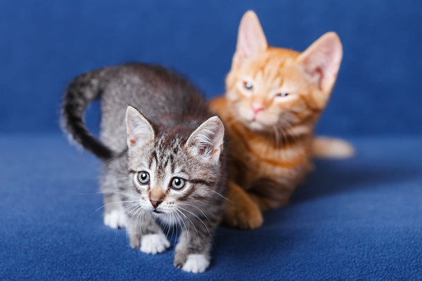 dvě koťátka na modrém pozadí - Fotografie, Obrázek
