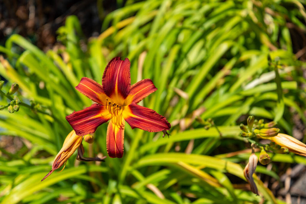Yeni Zelanda 'daki Auckland' ın botanik bahçesinde renkli çiçekler - Fotoğraf, Görsel