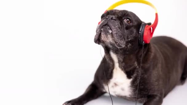 A french bulldog with headphones - Footage, Video