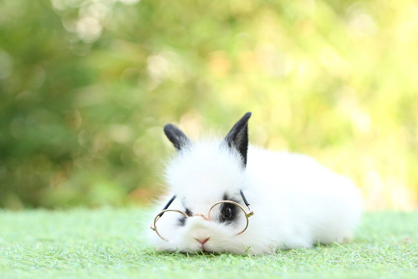 Cute litte rabbit wearing eyeglasses on green grass with natural bokeh as background. Young adorable bunny playing in garden. Student and school idea. - 写真・画像