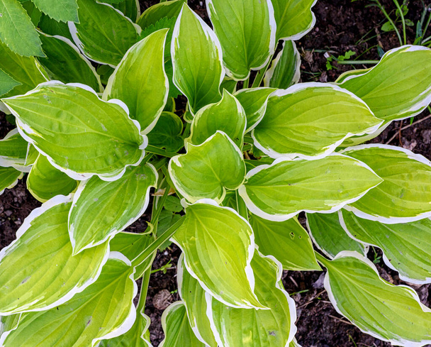 Hosta albomarginata verde hojas con un primer plano borde blanco. - Foto, Imagen