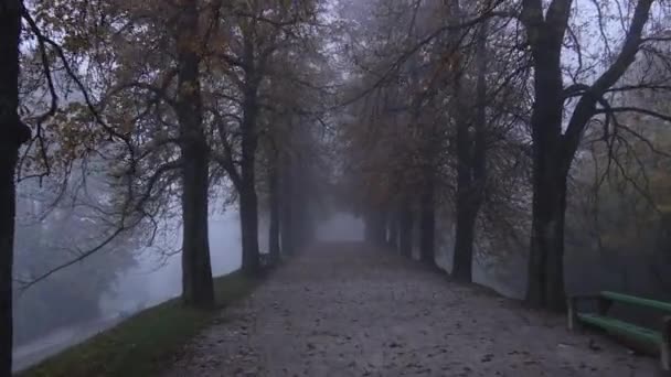 Misty avenue - Footage, Video