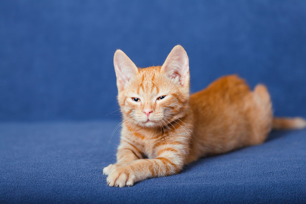mavi zemin üzerine kırmızı kedi yavrusu - Fotoğraf, Görsel