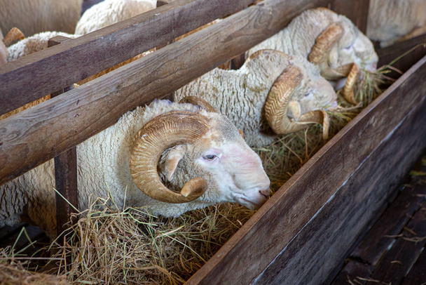 The best breed of sheep on the farm - Foto, immagini