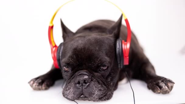 Um bulldog francês com fones de ouvido - Filmagem, Vídeo