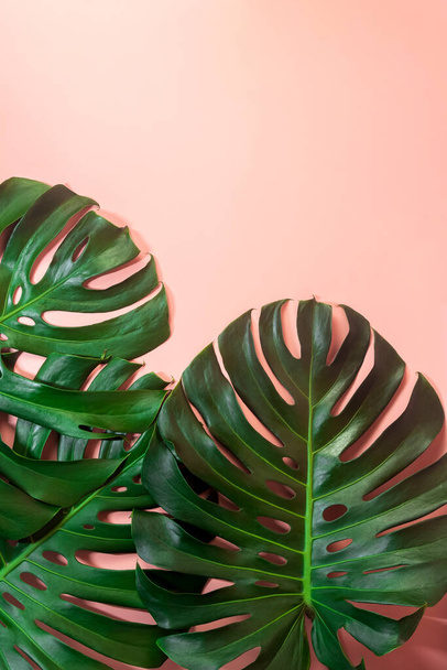 Monstera leafs lay on pink background. Summer background concept. - Photo, Image