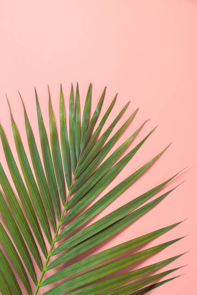 Feuille de palmier posée sur fond rose. Concept de fond d'été. - Photo, image
