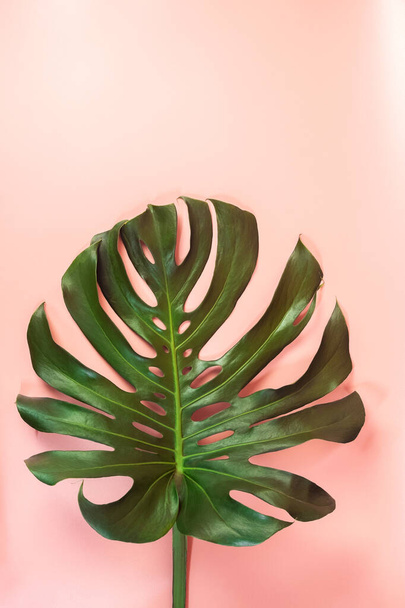 Monstera leafs lay on pink background. Summer background concept. - Fotoğraf, Görsel