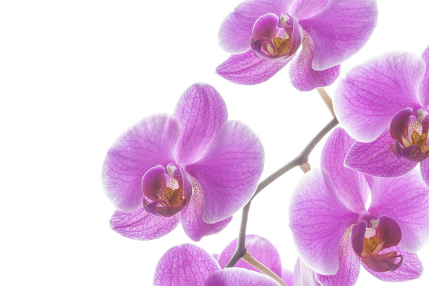 Fleurs d'orchidée striées roses
 - Photo, image