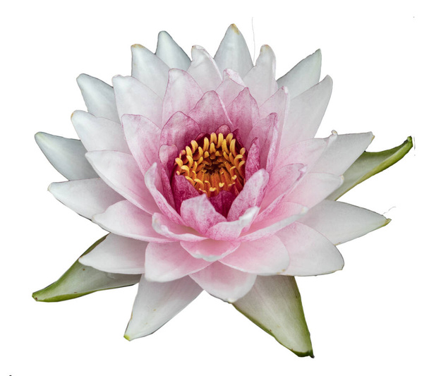 lotus bloem of waterlelie geïsoleerd op witte achtergrond. - Foto, afbeelding