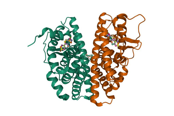 Dimero beta del receptor de estrógeno en complejo con estradiol, modelo de dibujos animados 3D, esquema de color id de cadena, basado en PDB 5toa, fondo blanco - Foto, Imagen
