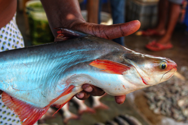 Pangassius sutchi tatlı su mavi çizgi köpekbalığı bir balıkçının elinde - Fotoğraf, Görsel