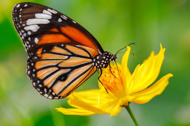 Nahaufnahme Schmetterling auf Blume - Foto, Bild