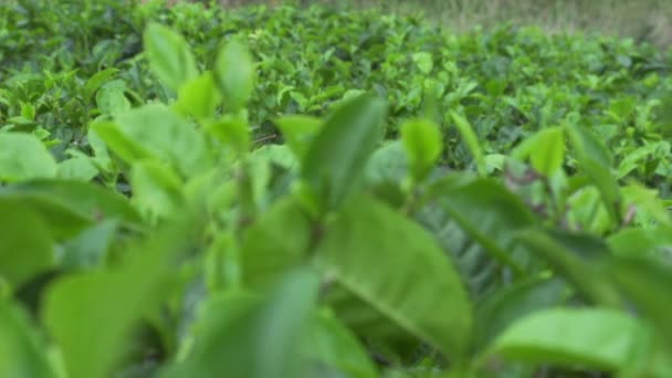 Tea plantage - Felvétel, videó