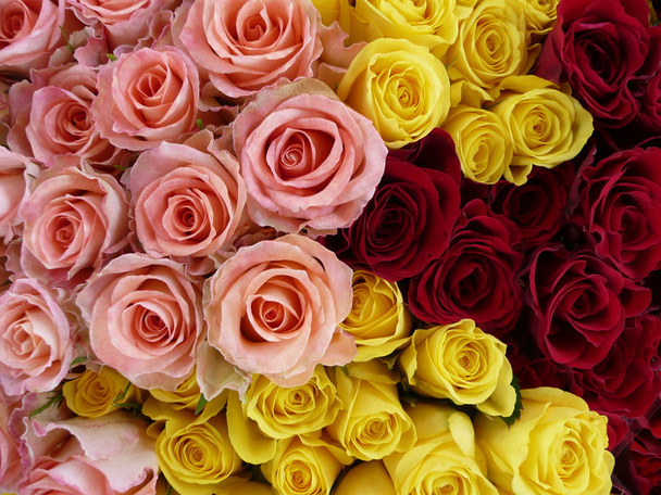 ezbere dayalı, gelbe und rosa rosen - Fotoğraf, Görsel